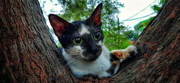 Portrait of black cat on tree trunk