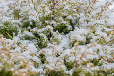 Close-up of snow on plants during winter