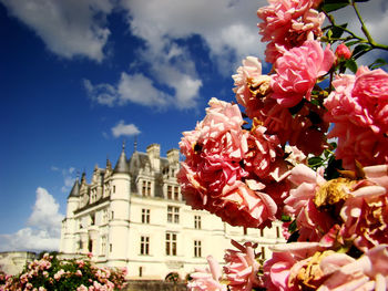 Close-up of roses with medieval castle in background