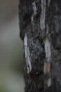Close-up of tree trunk