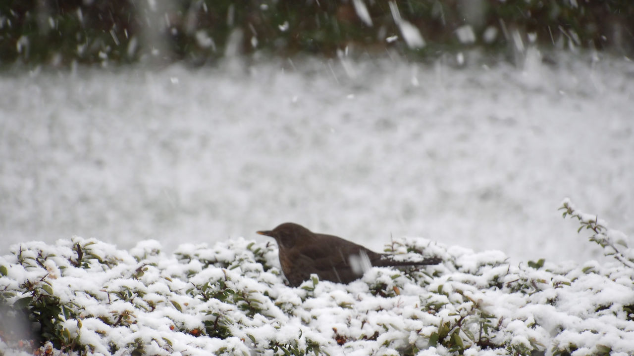 VIEW OF AN ANIMAL ON SNOW LAND