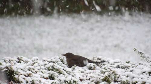 View of an animal on snow covered land