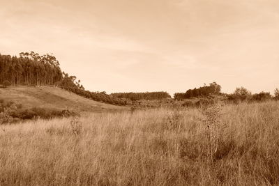 Scenic view of field against sky