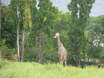 Giraffe standing on field against trees