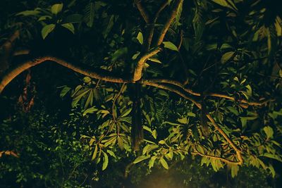 Plants growing on a tree