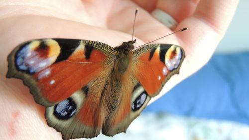 Cropped image of person holding butterfly