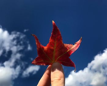 Close-up of hand holding maple leaf against sky