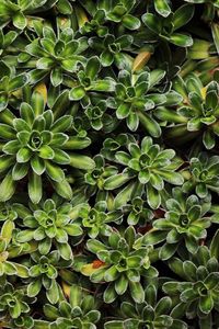 Full frame shot of plants