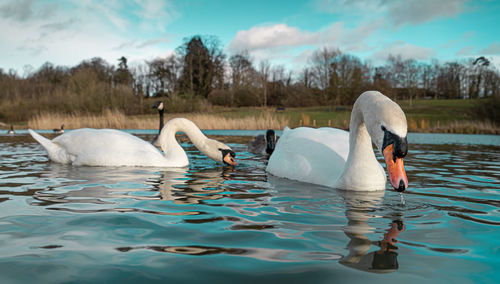 Mute swan swans pair low-level water side view macro animal background portrait