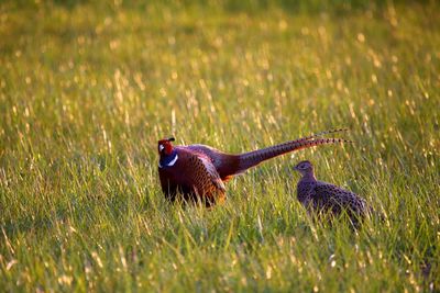 Mallard duck on a field