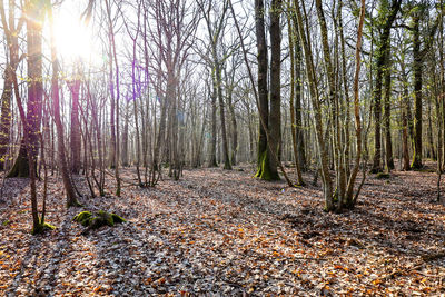 Trees growing in forest during autumn