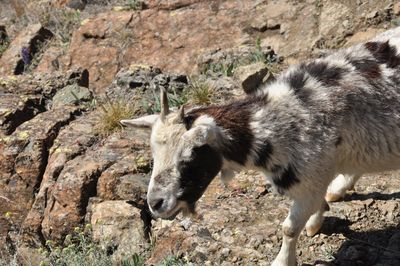 Close-up of sheep standing on rock