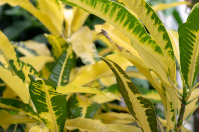 Close-up of fresh green leaves