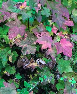 Full frame shot of leaves
