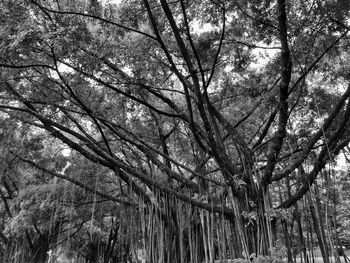 Low angle view of trees in forest