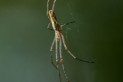 Close-up of spider on plant