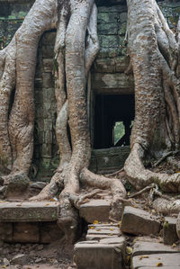 Statue against tree trunk