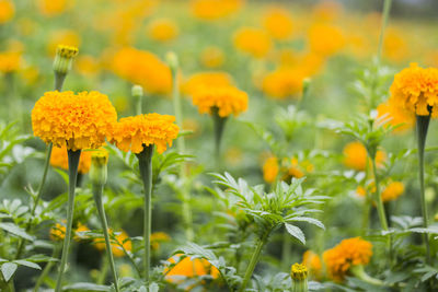 Close-up of yellow flowers on field