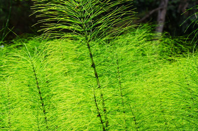 Close-up of plants growing on tree trunk