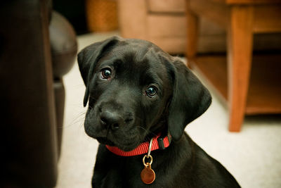 Black dog with a red label 