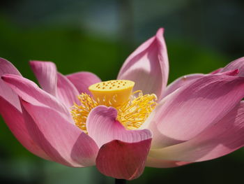 Close-up of pink flowers blooming outdoors