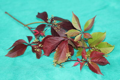 High angle view of maple leaves on plant