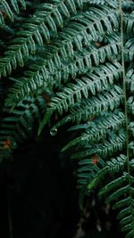 Close-up of fern leaves