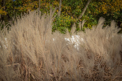 Plants growing in water