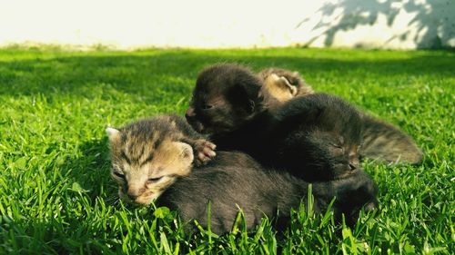 Dog relaxing on grassy field