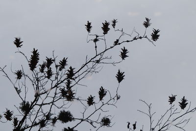 Low angle view of silhouette tree against sky