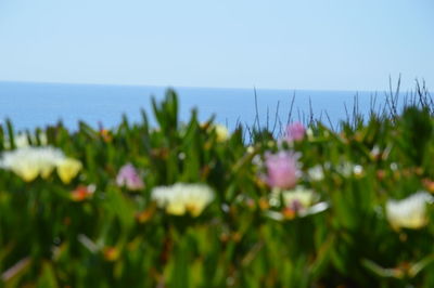 Close-up of flowers growing in sea against clear sky