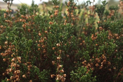 Close-up of pink flowering plants