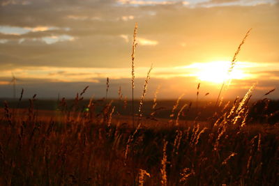 Close-up of fresh grass in field against sunset sky