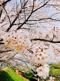 Close-up of cherry blossom tree