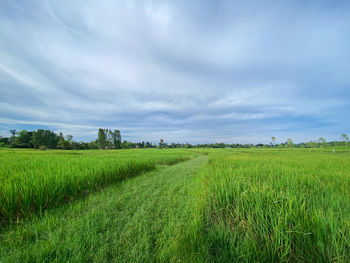 Scenic view of agricultural field against sky