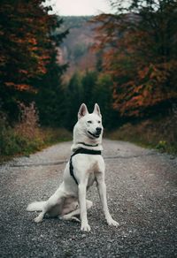 Dog looking away on road