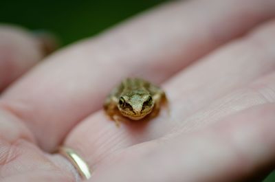 Cropped hand holding frog
