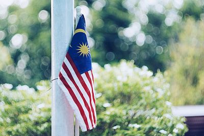 Close-up of flag against trees