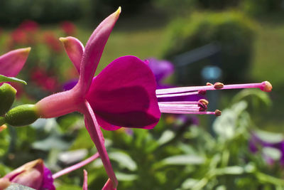 Close-up of pink flowering plant