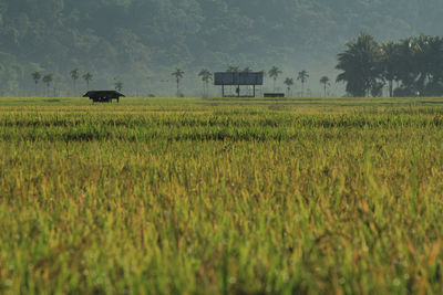 Scenic view of agricultural field