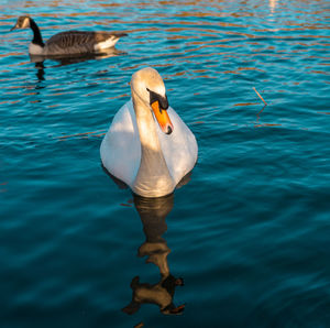 Duck swimming in lake