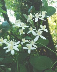 Close-up of flowers blooming on plant