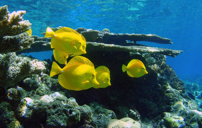 Yellow fish swimming in sea