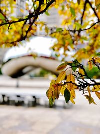 Close-up of yellow leaves against blurred background