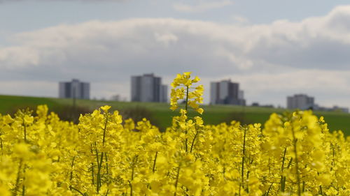 Yellow flowers in field against cloudy sky