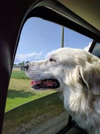 Close-up of dog against sky