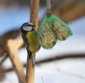 Close-up of bird perching on branch