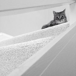 Portrait of cat