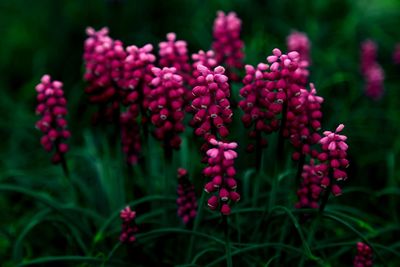 Close-up of pink flower buds growing on field