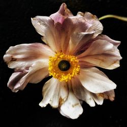 Close-up of flower against black background